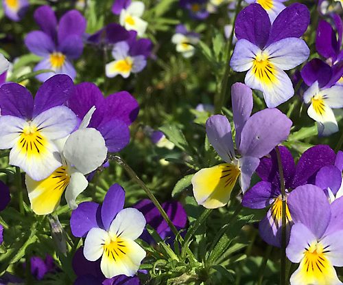 Oikeudenmukaisuus sovittelussa